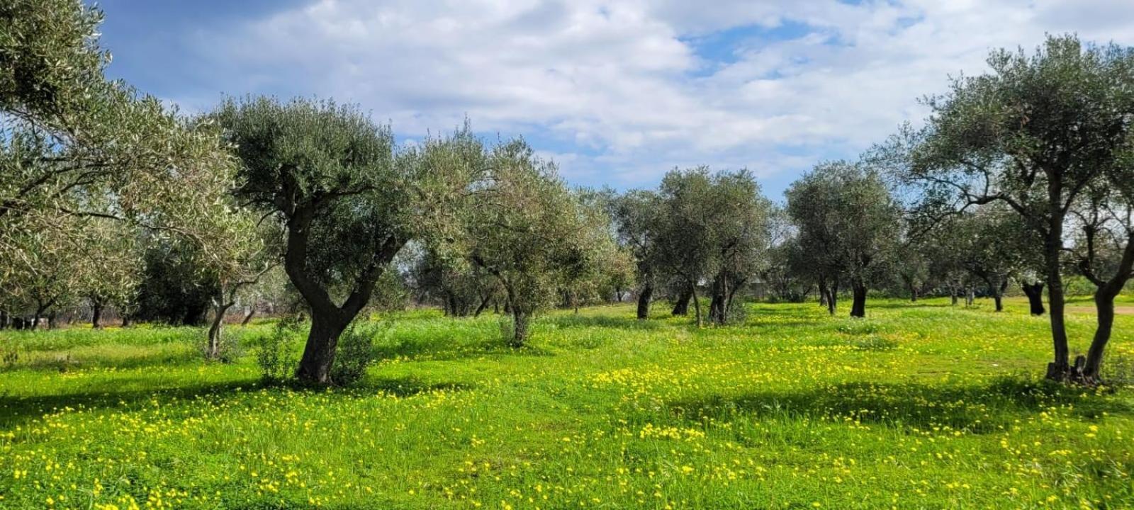 Villa Laura Bari Bagian luar foto