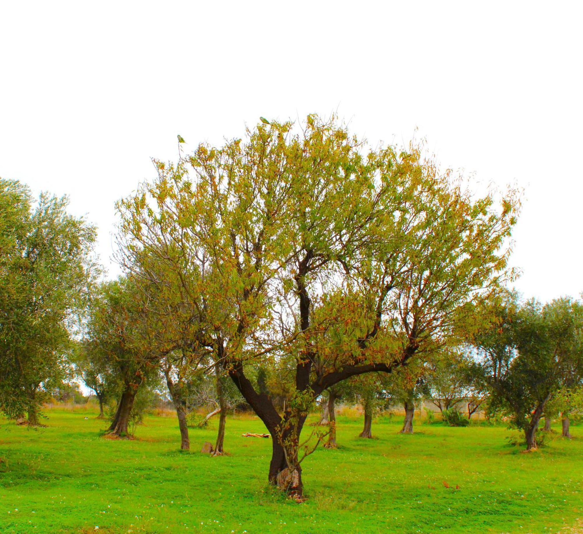 Villa Laura Bari Bagian luar foto